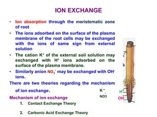 ION EXCHANGE
• Ion absorption through the meristematic zone
of root
• The ions adsorbed on the surface of the plasma
membrane of the root cells may be exchanged
with the ions of same sign from external
solution
• The cation K+ of the external soil solution may
exchanged with H+ ions adsorbed on the
surface of the plasma membrane.
• Similarly anion NO3
- may be exchanged with OH-
ions.
There are two theories regarding the mechanism
of ion exchange.
Mechanism of ion exchange
1. Contact Exchange Theory
2. Carbonic Acid Exchange Theory
K +
-
NO3
H+
OH-
 
