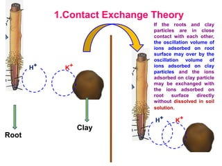 1.Contact Exchange Theory
H+ K+
H+ K+
Root
Clay
If the roots and clay
particles are in close
contact with each other,
the oscillation volume of
ions adsorbed on root
surface may over by the
oscillation volume of
ions adsorbed on clay
particles and the ions
adsorbed on clay particle
may be exchanged with
the ions adsorbed on
root surface directly
without dissolved in soil
solution.
 