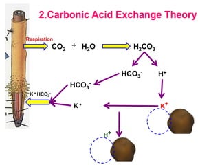 2.Carbonic Acid Exchange Theory
CO2 H2O H2CO3
H+
HCO3
-
K+
K +
HCO3
-
+
H+
K + HCO3
-
Respiration
 