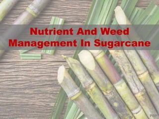 Nutrient And Weed
Management In Sugarcane
PRP
 