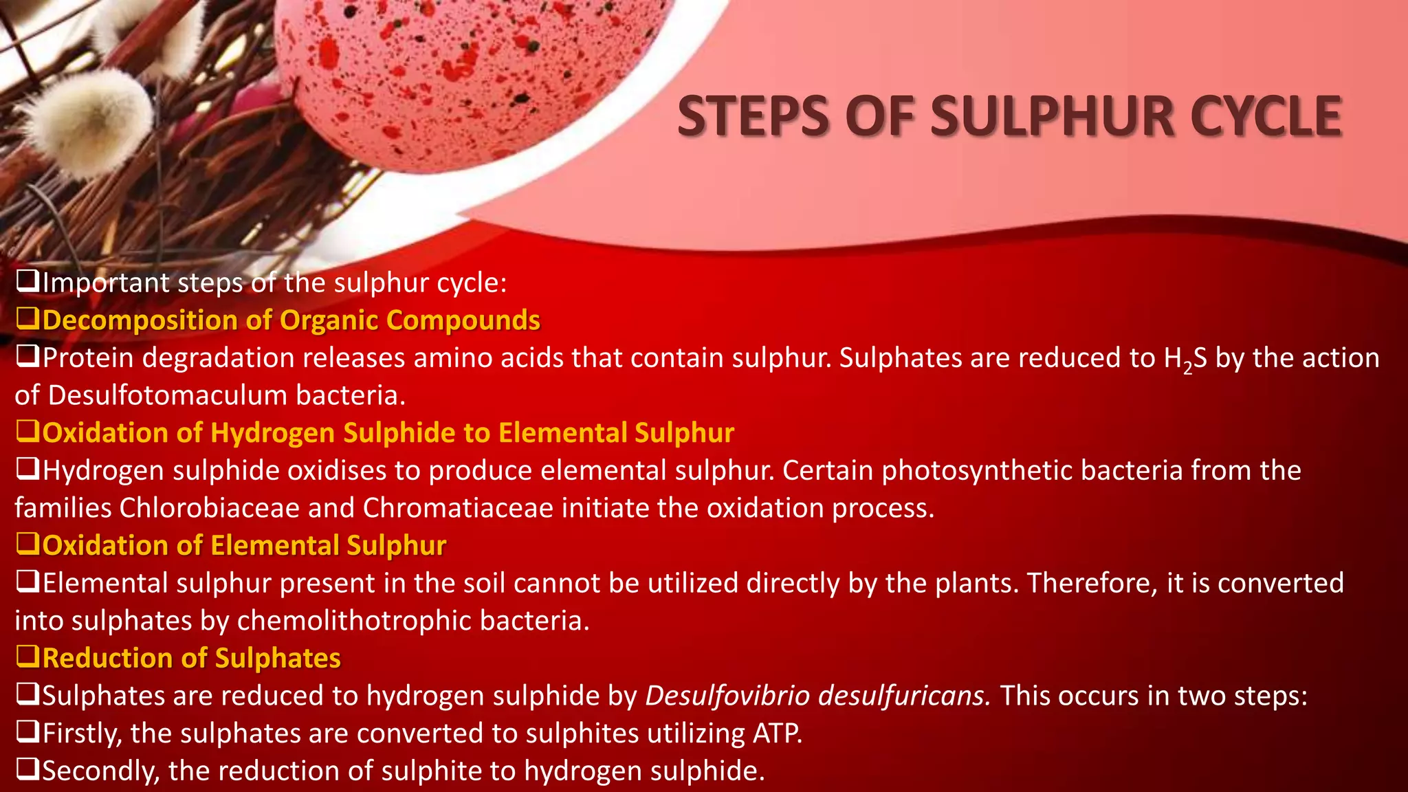 Important steps of the sulphur cycle:
Decomposition of Organic Compounds
Protein degradation releases amino acids that contain sulphur. Sulphates are reduced to H2S by the action
of Desulfotomaculum bacteria.
Oxidation of Hydrogen Sulphide to Elemental Sulphur
Hydrogen sulphide oxidises to produce elemental sulphur. Certain photosynthetic bacteria from the
families Chlorobiaceae and Chromatiaceae initiate the oxidation process.
Oxidation of Elemental Sulphur
Elemental sulphur present in the soil cannot be utilized directly by the plants. Therefore, it is converted
into sulphates by chemolithotrophic bacteria.
Reduction of Sulphates
Sulphates are reduced to hydrogen sulphide by Desulfovibrio desulfuricans. This occurs in two steps:
Firstly, the sulphates are converted to sulphites utilizing ATP.
Secondly, the reduction of sulphite to hydrogen sulphide.
STEPS OF SULPHUR CYCLE
 