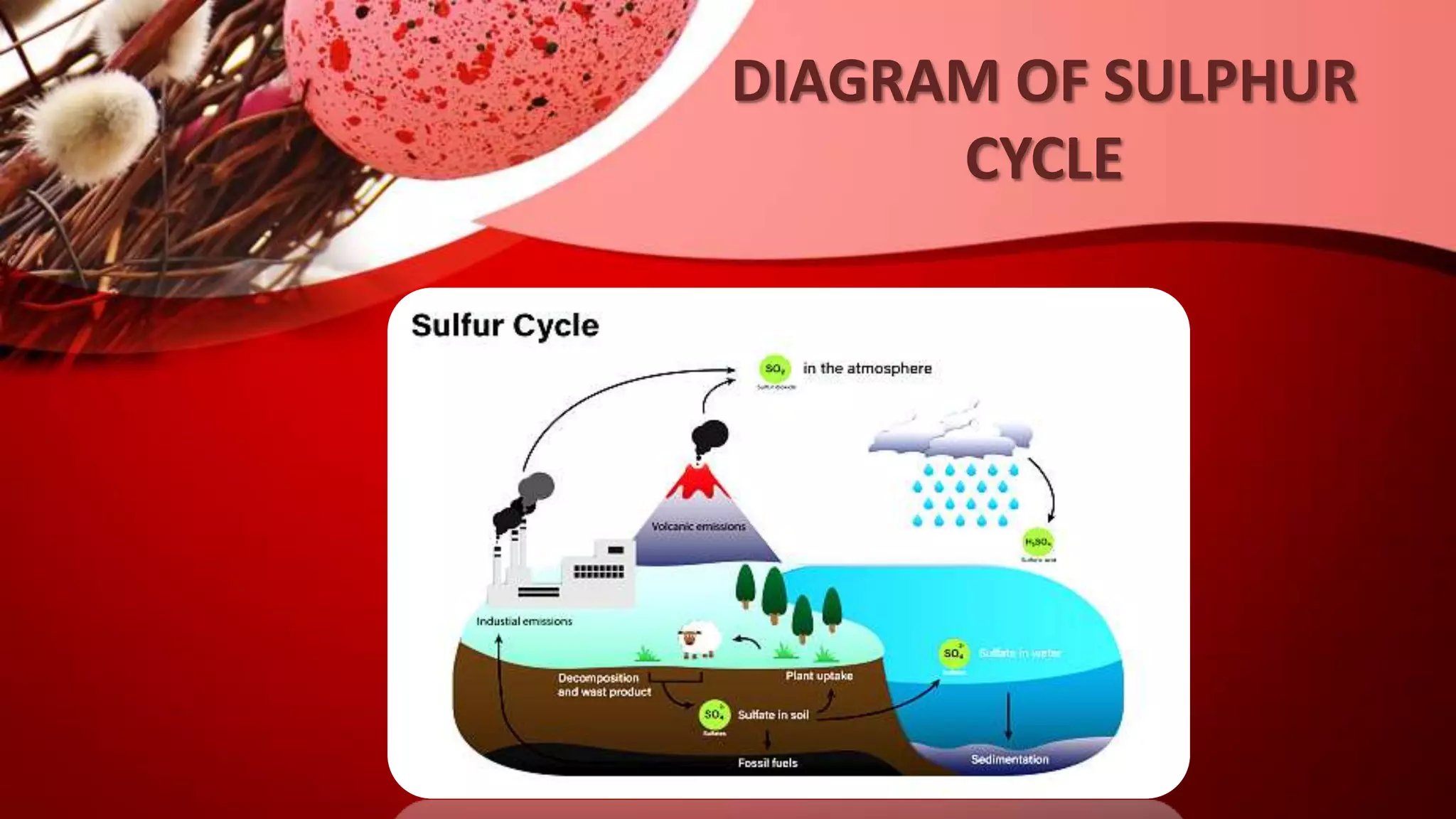 DIAGRAM OF SULPHUR
CYCLE
 