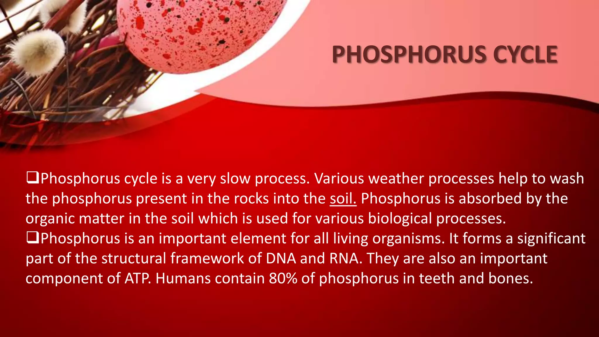 Phosphorus cycle is a very slow process. Various weather processes help to wash
the phosphorus present in the rocks into the soil. Phosphorus is absorbed by the
organic matter in the soil which is used for various biological processes.
Phosphorus is an important element for all living organisms. It forms a significant
part of the structural framework of DNA and RNA. They are also an important
component of ATP. Humans contain 80% of phosphorus in teeth and bones.
PHOSPHORUS CYCLE
 