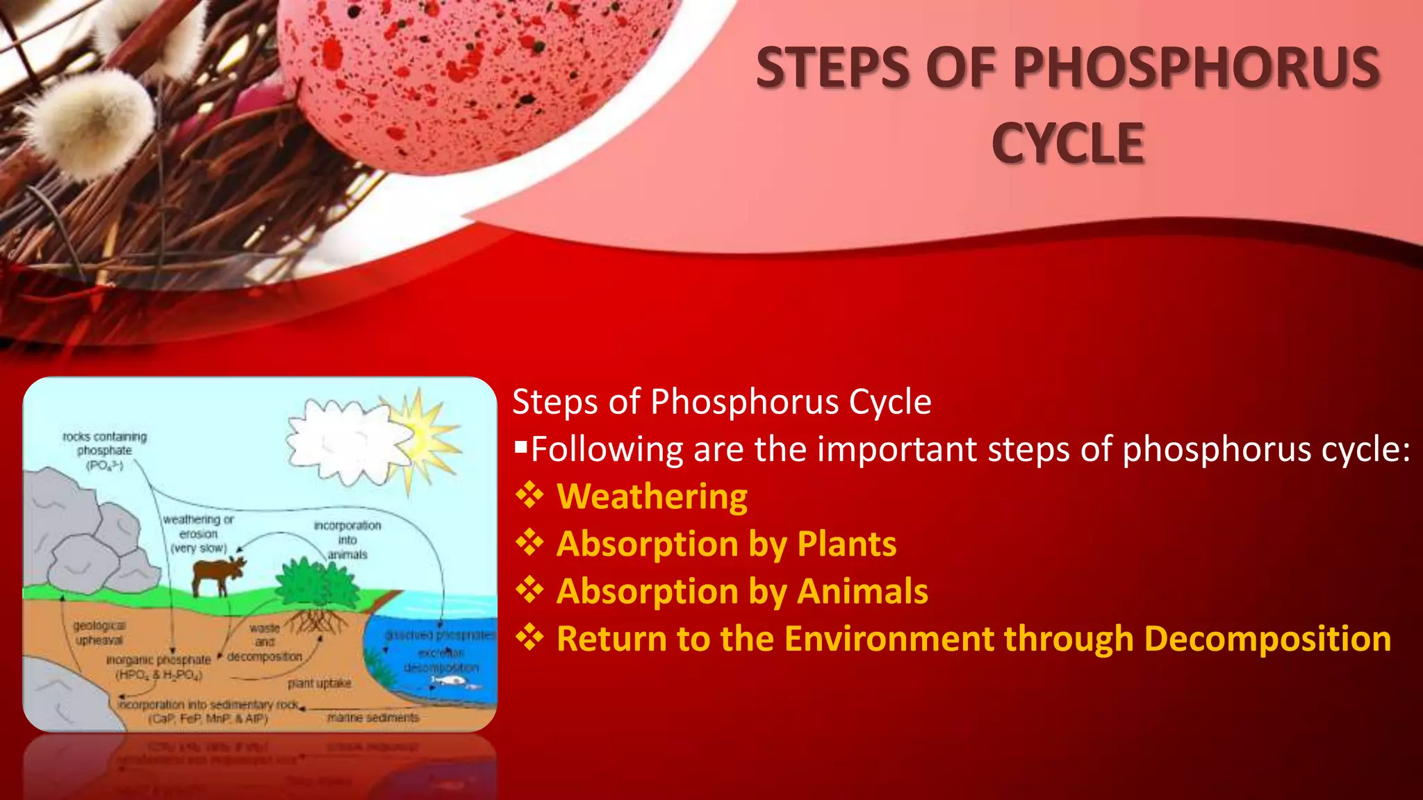 Steps of Phosphorus Cycle
Following are the important steps of phosphorus cycle:
 Weathering
 Absorption by Plants
 Absorption by Animals
 Return to the Environment through Decomposition
STEPS OF PHOSPHORUS
CYCLE
 