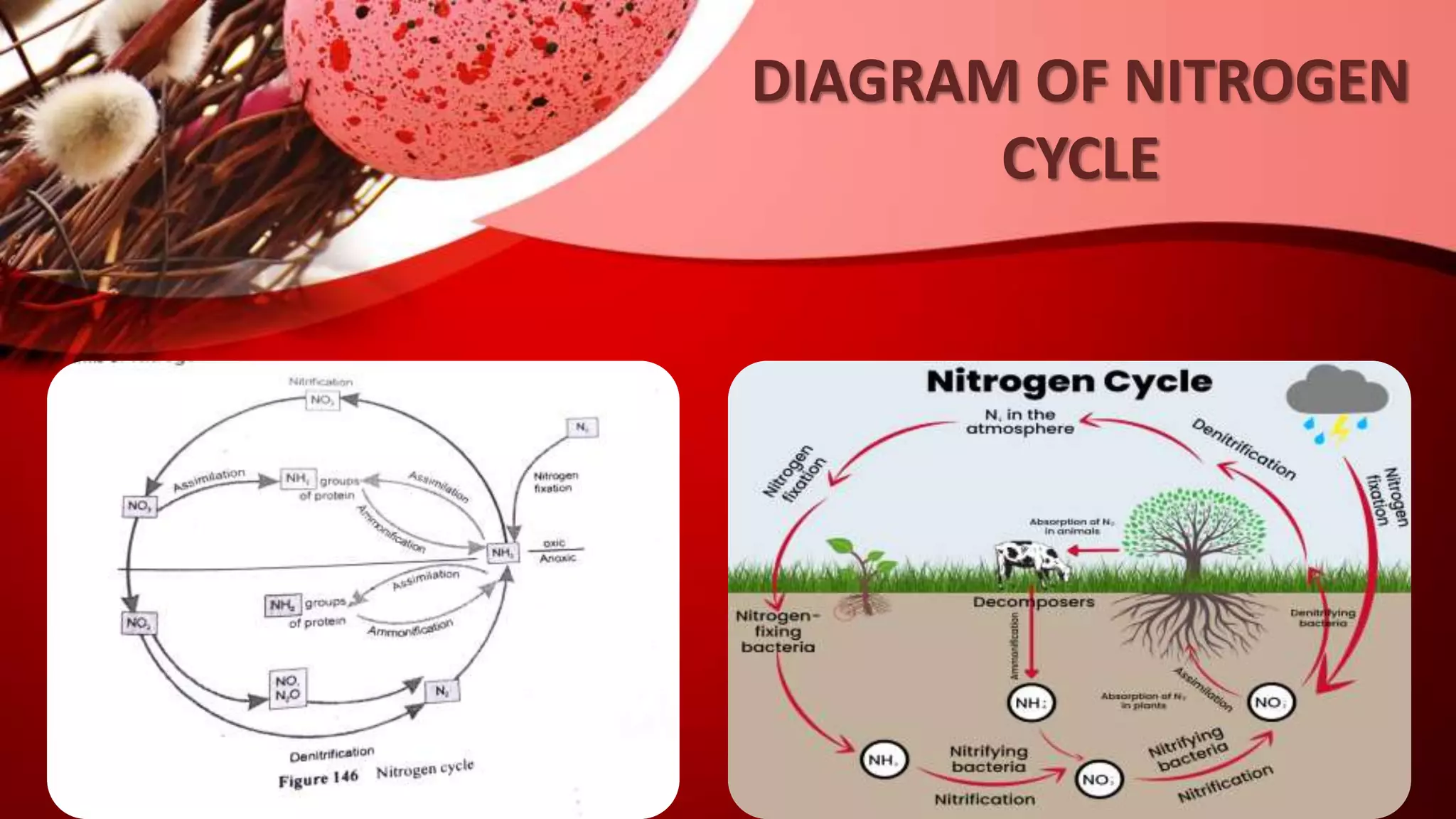 DIAGRAM OF NITROGEN
CYCLE
 