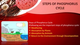 NUTRIENT CYCLE.pptx