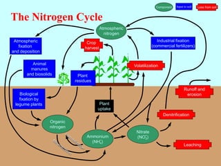 The Nitrogen Cycle
Atmospheric
nitrogen
Atmospheric
fixation
and deposition
Animal
manures
and biosolids
Industrial fixation
(commercial fertilizers)
Crop
harvest
Volatilization
Denitrification
Runoff and
erosion
Leaching
Organic
nitrogen
Ammonium
(NH4)
Nitrate
(NO3)
Plant
residues
Biological
fixation by
legume plants Plant
uptake
Input to soilComponent Loss from soil
-
+
 