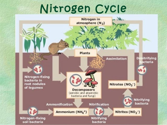 Nutrient cycles presentation