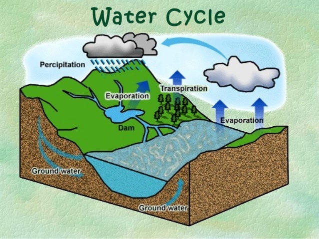 Nutrient cycles presentation