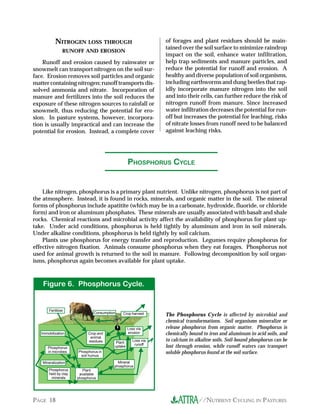NITROGEN LOSS THROUGH                                         of forages and plant residues should be main-
                                                                          tained over the soil surface to minimize raindrop
                 RUNOFF AND EROSION
                                                                          impact on the soil, enhance water infiltration,
    Runoff and erosion caused by rainwater or                             help trap sediments and manure particles, and
snowmelt can transport nitrogen on the soil sur-                          reduce the potential for runoff and erosion. A
face. Erosion removes soil particles and organic                          healthy and diverse population of soil organisms,
matter containing nitrogen; runoff transports dis-                        including earthworms and dung beetles that rap-
solved ammonia and nitrate. Incorporation of                              idly incorporate manure nitrogen into the soil
manure and fertilizers into the soil reduces the                          and into their cells, can further reduce the risk of
exposure of these nitrogen sources to rainfall or                         nitrogen runoff from manure. Since increased
snowmelt, thus reducing the potential for ero-                            water infiltration decreases the potential for run-
sion. In pasture systems, however, incorpora-                             off but increases the potential for leaching, risks
tion is usually impractical and can increase the                          of nitrate losses from runoff need to be balanced
potential for erosion. Instead, a complete cover                          against leaching risks.




                                                       PHOSPHORUS CYCLE


    Like nitrogen, phosphorus is a primary plant nutrient. Unlike nitrogen, phosphorus is not part of
the atmosphere. Instead, it is found in rocks, minerals, and organic matter in the soil. The mineral
forms of phosphorus include apatitite (which may be in a carbonate, hydroxide, fluoride, or chloride
form) and iron or aluminum phosphates. These minerals are usually associated with basalt and shale
rocks. Chemical reactions and microbial activity affect the availability of phosphorus for plant up-
take. Under acid conditions, phosphorus is held tightly by aluminum and iron in soil minerals.
Under alkaline conditions, phosphorus is held tightly by soil calcium.
    Plants use phosphorus for energy transfer and reproduction. Legumes require phosphorus for
effective nitrogen fixation. Animals consume phosphorus when they eat forages. Phosphorus not
used for animal growth is returned to the soil in manure. Following decomposition by soil organ-
isms, phosphorus again becomes available for plant uptake.



    .igure 6. Phosphorus Cycle.


        Fertilizer                                                T
                                  Consumption     Crop harvest
                                   T                                      The Phosphorus Cycle is affected by microbial and
                                                                          chemical transformations. Soil organisms mineralize or
                           T              T            Loss via       T   release phosphorus from organic matter. Phosphorus is
                                                  T
                                              T




   Immobilization              Crop and                erosion            chemically bound to iron and aluminum in acid soils, and
                                                  T




                                animal
                                                                      T
                 T             residues                   Loss via        to calcium in alkaline soils. Soil-bound phosphorus can be
                                               Plant
                                                           runoff
                                              uptake                      lost through erosion, while runoff waters can transport
                                                       T




       Phosphorus
                                                            T
  T




                                              T
                     T
                      T                                                   soluble phosphorus found at the soil surface.
       in microbes        Phosphorus in
                           soil humus
    Mineralization
                      T                         Mineral
                          T




                                              T
                                              phosphorus
       Phosphorus            Plant
                                  T




       held by clay        available
        minerals     T    phosphorus
                     T




PAGE 18                                                                                  //NUTRIENT CYCLING IN PASTURES
 