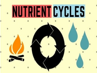 Nutrient cycles  in plants 