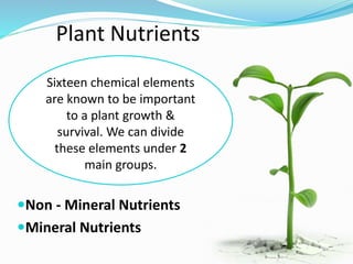 Plant Nutrients
Non - Mineral Nutrients
Mineral Nutrients
Sixteen chemical elements
are known to be important
to a plant growth &
survival. We can divide
these elements under 2
main groups.
 