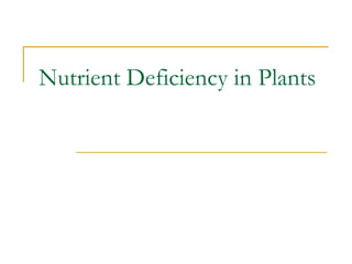 Nutrient Deficiency in Plants
 