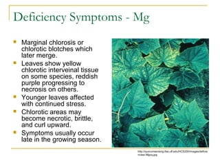 Marginal Necrosis Nutrient deficiency in plants | PPT