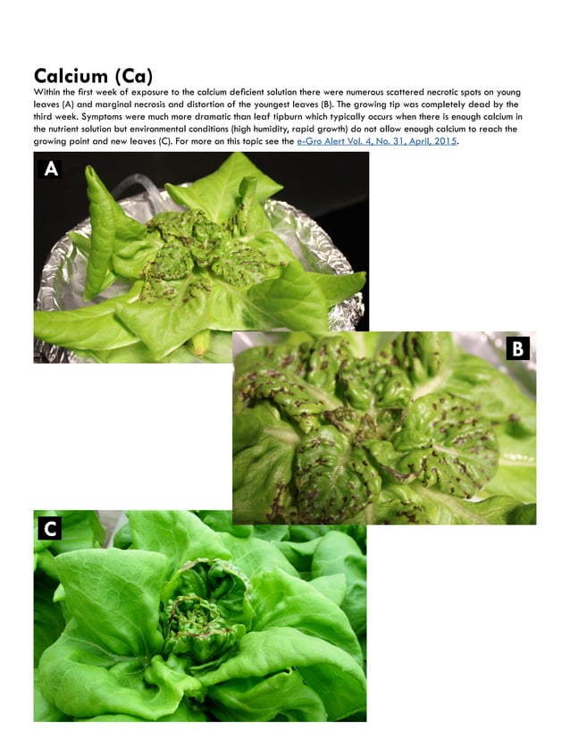 Nutrient deficiencies in lettuce
