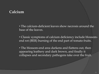 10
Calcium
• The calcium-deficient leaves show necrosis around the
base of the leaves.
• Classic symptoms of calcium deficiency include blossom-
end rot (BER) burning of the end part of tomato fruits.
• The blossom-end area darkens and flattens out, then
appearing leathery and dark brown, and finally it
collapses and secondary pathogens take over the fruit.
 