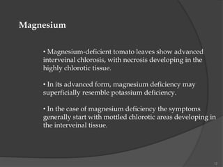 12
Magnesium
• Magnesium-deficient tomato leaves show advanced
interveinal chlorosis, with necrosis developing in the
highly chlorotic tissue.
• In its advanced form, magnesium deficiency may
superficially resemble potassium deficiency.
• In the case of magnesium deficiency the symptoms
generally start with mottled chlorotic areas developing in
the interveinal tissue.
 