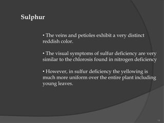 14
Sulphur
• The veins and petioles exhibit a very distinct
reddish color.
• The visual symptoms of sulfur deficiency are very
similar to the chlorosis found in nitrogen deficiency
• However, in sulfur deficiency the yellowing is
much more uniform over the entire plant including
young leaves.
 