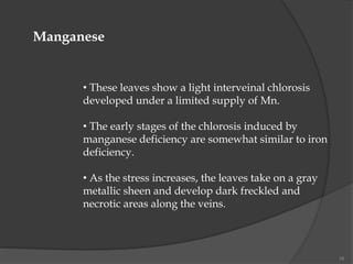 16
Manganese
• These leaves show a light interveinal chlorosis
developed under a limited supply of Mn.
• The early stages of the chlorosis induced by
manganese deficiency are somewhat similar to iron
deficiency.
• As the stress increases, the leaves take on a gray
metallic sheen and develop dark freckled and
necrotic areas along the veins.
 