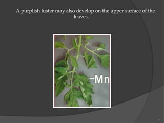 17
A purplish luster may also develop on the upper surface of the
leaves.
 