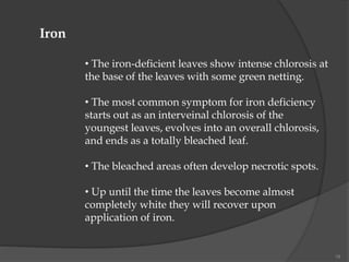 18
Iron
• The iron-deficient leaves show intense chlorosis at
the base of the leaves with some green netting.
• The most common symptom for iron deficiency
starts out as an interveinal chlorosis of the
youngest leaves, evolves into an overall chlorosis,
and ends as a totally bleached leaf.
• The bleached areas often develop necrotic spots.
• Up until the time the leaves become almost
completely white they will recover upon
application of iron.
 