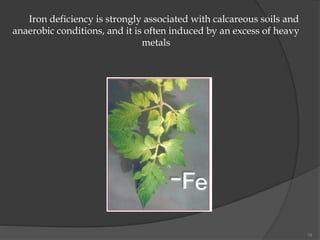 19
Iron deficiency is strongly associated with calcareous soils and
anaerobic conditions, and it is often induced by an excess of heavy
metals
 