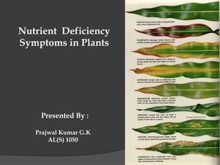 Nutrient Deficiency
Symptoms in Plants
Presented By :
Prajwal Kumar G.K
AL(S) 1050
2
 