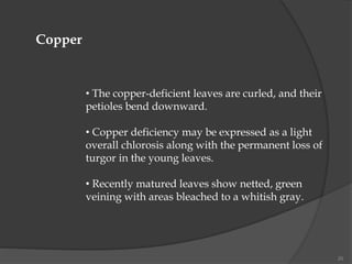 20
Copper
• The copper-deficient leaves are curled, and their
petioles bend downward.
• Copper deficiency may be expressed as a light
overall chlorosis along with the permanent loss of
turgor in the young leaves.
• Recently matured leaves show netted, green
veining with areas bleached to a whitish gray.
 