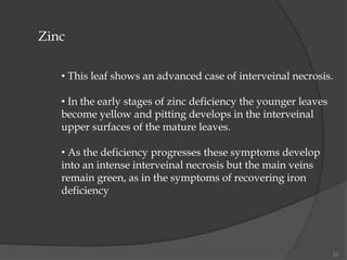 22
Zinc
• This leaf shows an advanced case of interveinal necrosis.
• In the early stages of zinc deficiency the younger leaves
become yellow and pitting develops in the interveinal
upper surfaces of the mature leaves.
• As the deficiency progresses these symptoms develop
into an intense interveinal necrosis but the main veins
remain green, as in the symptoms of recovering iron
deficiency
 