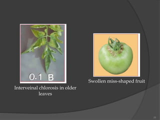 25
Interveinal chlorosis in older
leaves
Swollen miss-shaped fruit
 