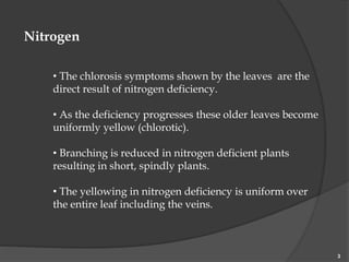 Nitrogen
• The chlorosis symptoms shown by the leaves are the
direct result of nitrogen deficiency.
• As the deficiency progresses these older leaves become
uniformly yellow (chlorotic).
• Branching is reduced in nitrogen deficient plants
resulting in short, spindly plants.
• The yellowing in nitrogen deficiency is uniform over
the entire leaf including the veins.
3
 