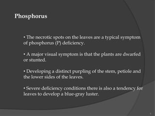 • The necrotic spots on the leaves are a typical symptom
of phosphorus (P) deficiency.
• A major visual symptom is that the plants are dwarfed
or stunted.
• Developing a distinct purpling of the stem, petiole and
the lower sides of the leaves.
• Severe deficiency conditions there is also a tendency for
leaves to develop a blue-gray luster.
Phosphorus
5
 