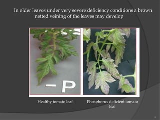 6
In older leaves under very severe deficiency conditions a brown
netted veining of the leaves may develop
Healthy tomato leaf Phosphorus deficient tomato
leaf
 