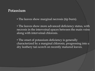 7
Potassium
• The leaves show marginal necrosis (tip burn).
• The leaves show more advanced deficiency status, with
necrosis in the interveinal spaces between the main veins
along with interveinal chlorosis.
• The onset of potassium deficiency is generally
characterized by a marginal chlorosis, progressing into a
dry leathery tan scorch on recently matured leaves.
 