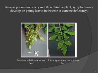 8
Because potassium is very mobile within the plant, symptoms only
develop on young leaves in the case of extreme deficiency.
Potassium deficient tomato
leaf
Initial symptoms on tomato
leaf
 