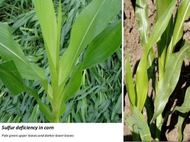 sulfur deficiency in corn