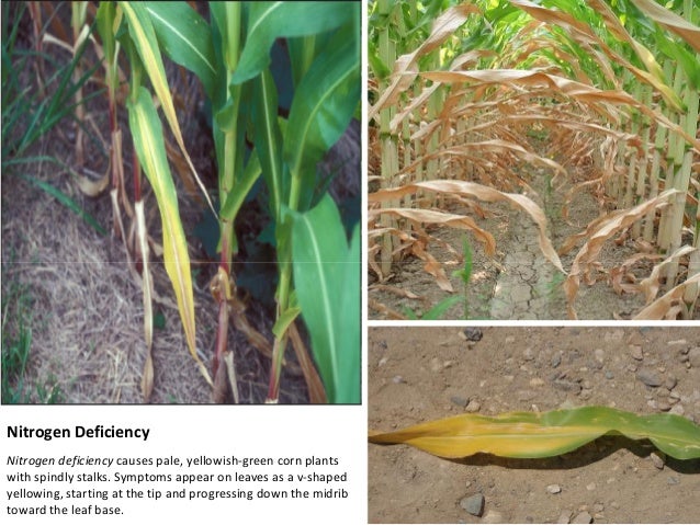 nutrient deficiency diagnosis in corn and potato nitrogen deficiency in corn