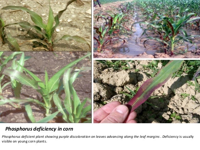 phosphorus deficiency in corn