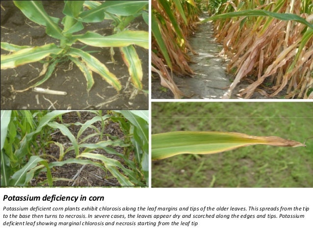 phosphorus deficiency in corn
