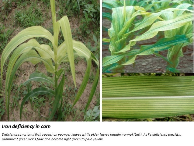 nutrient deficiency diagnosis in corn and potato nitrogen deficiency in corn