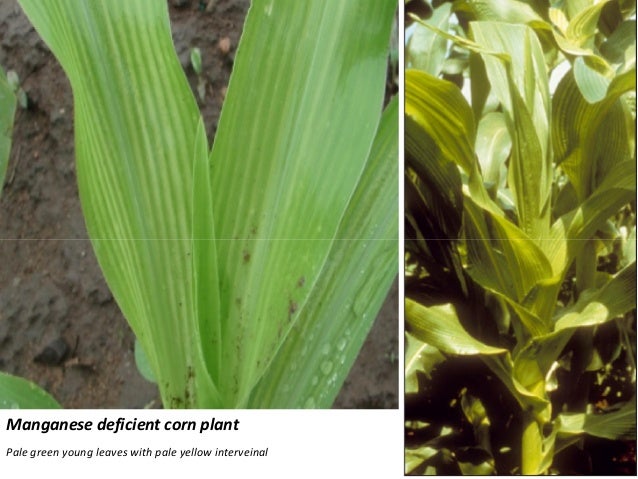 nutrient deficiency diagnosis in corn and potato nitrogen deficiency in corn