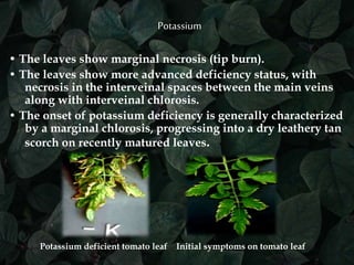 Marginal Necrosis Nutrient deficiency in plant | PPTX