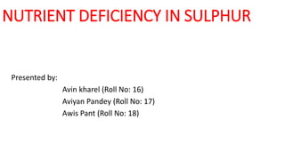 NUTRIENT DEFICIENCY IN SULPHUR
Presented by:
Avin kharel (Roll No: 16)
Aviyan Pandey (Roll No: 17)
Awis Pant (Roll No: 18)
 