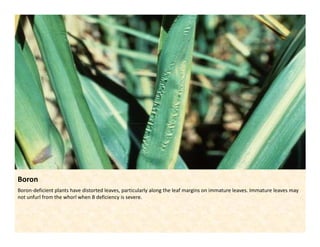 Nutrient deficiency symtoms_in_sugarcane | PDF