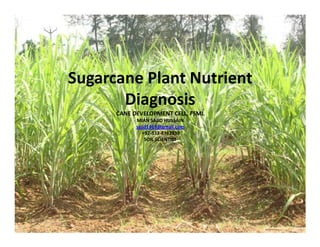 Sugarcane Plant Nutrient
Diagnosis
CANE DEVELOPMENT CELL, FSML
MIAN SAJID HUSSAIN
sajid1669@gmail.comsajid1669@gmail.com
+92-333-8382939
SOIL SCIENTIST
 