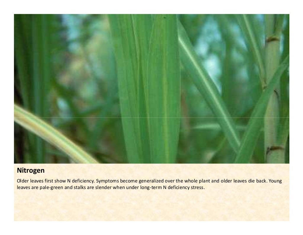 Nutrient deficiency symtoms_in_sugarcane