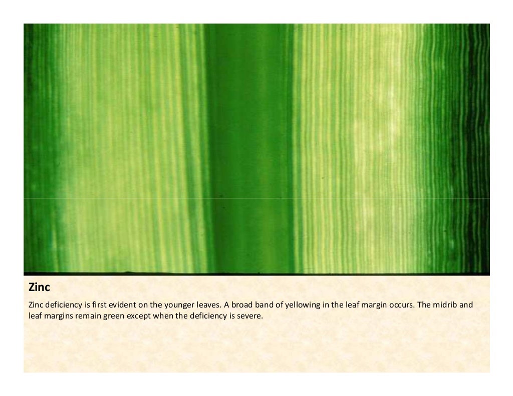 Nutrient deficiency symtoms_in_sugarcane