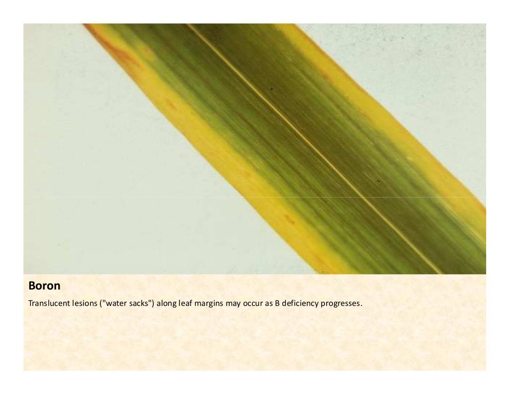 Nutrient deficiency symtoms_in_sugarcane