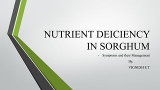 NUTRIENT DEICIENCY
IN SORGHUM
- Symptoms and their Management
By,
VIGNESH E T
 