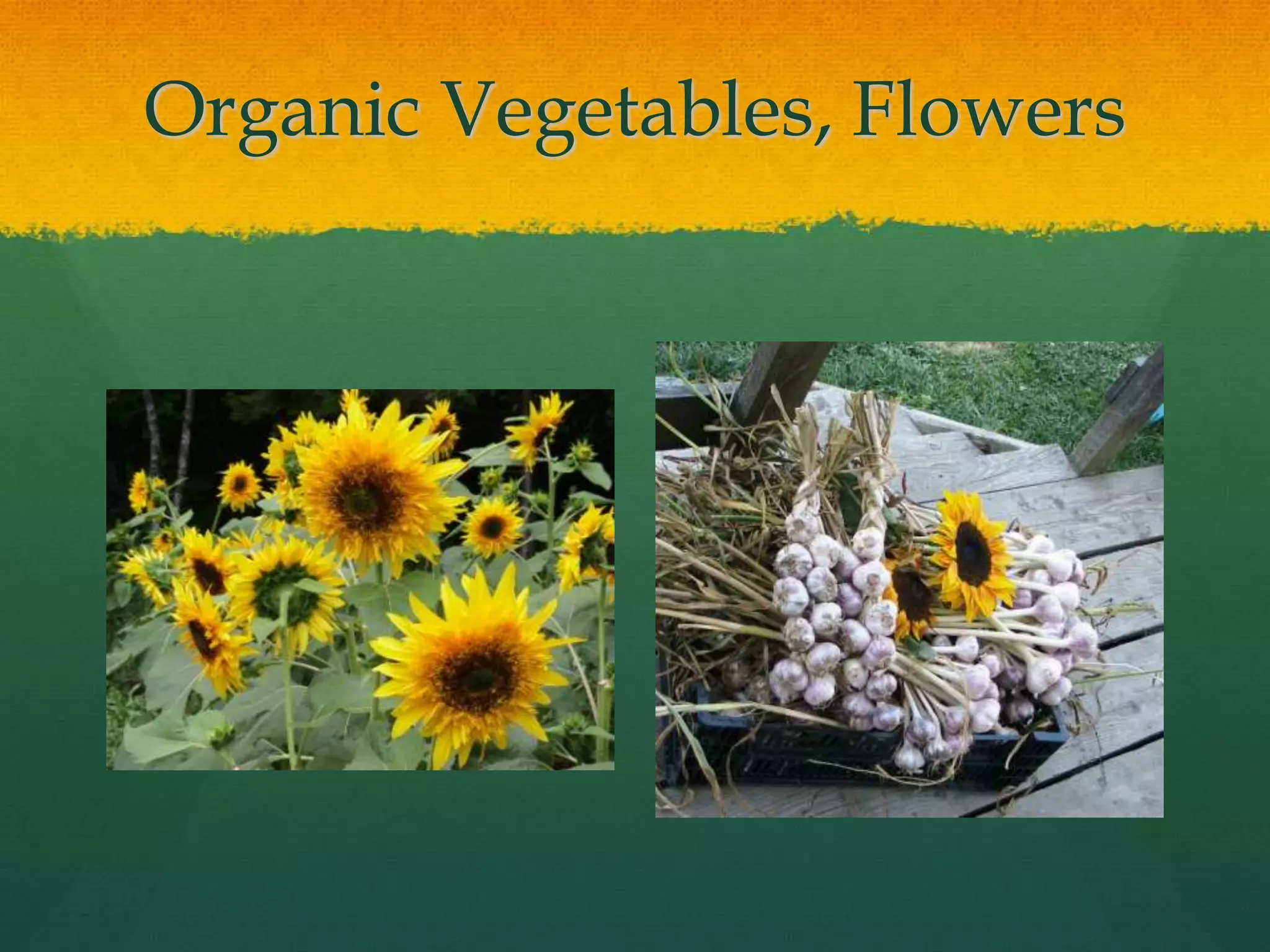Organic Vegetables, Flowers
 